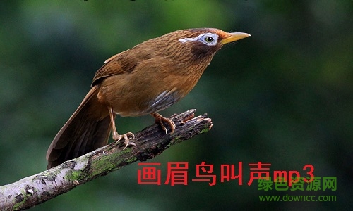 畫眉鳥叫聲mp3 母畫眉鳥叫聲 0