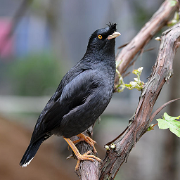 八哥說話教語專家