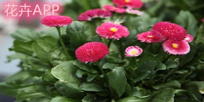 花卉app有哪些?花卉app排名-花卉app軟件下載