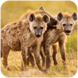 土狼模擬器手游