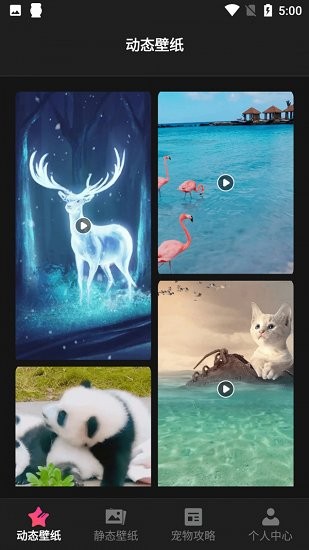 貓咪壁紙手機(jī)版