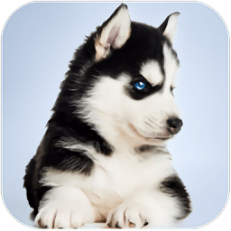 哈士奇模擬器免費(fèi)版