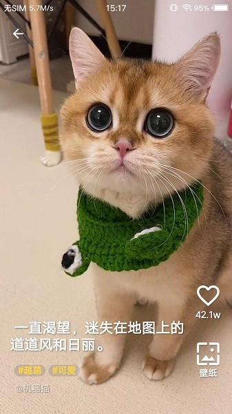 豹壁紙軟件 v1.0.0 安卓版 2