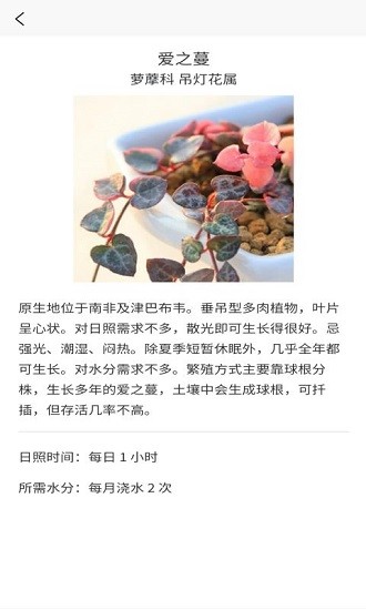 嘟嘟多肉客戶端