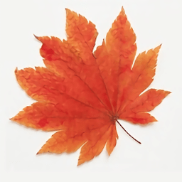 楓葉影視最新版本