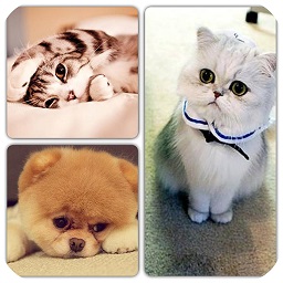 照片拼圖p圖軟件