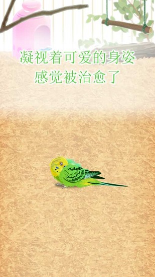 治愈的鸚鵡育成parakeet v1.0 安卓版 2