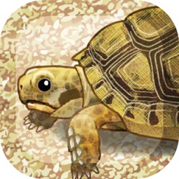 治愈系烏龜中文字幕版