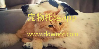 寵物托運(yùn)app哪個(gè)好?寵物托運(yùn)平臺(tái)-寵物托運(yùn)app