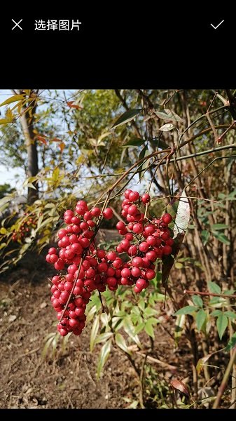 卡通畫制作軟件 v1.0 安卓版 0