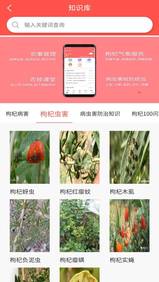 枸杞掌中寶app
