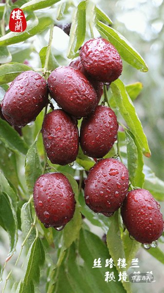 若羌好地方官方版2