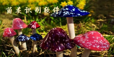 菌類識(shí)別掃一掃軟件-菌類識(shí)別app軟件下載-認(rèn)識(shí)蘑菇軟件app