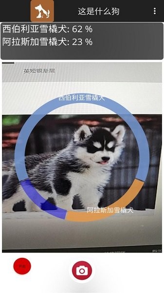 這是什么狗app下載