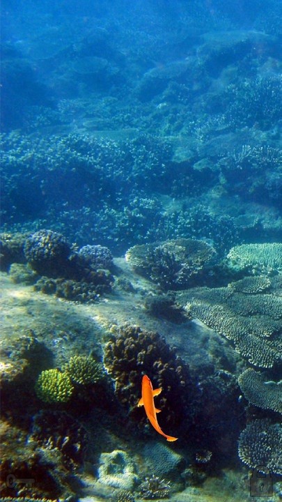 動物模擬器手游下載 動物模擬器游戲下載