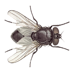 動(dòng)物模擬器手機(jī)版