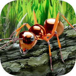 探索昆蟲世界螞蟻生存