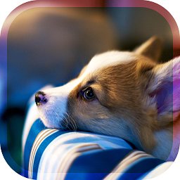 幸福的寵物狗手游