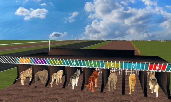 瘋狂叢林動物競速 瘋狂叢林動物競速手機游戲