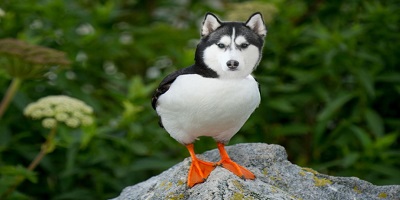 動物合成游戲下載-動物合成游戲模擬器下載-合成動物中文版