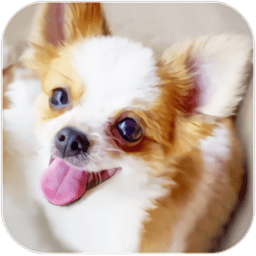 吉娃娃模擬器游戲