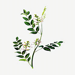 中藥植物百科大全官方正版