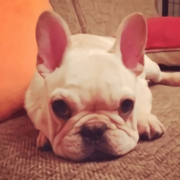 真實狗狗模擬器手游