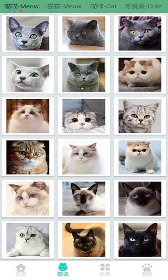 晉江貓語翻譯器app