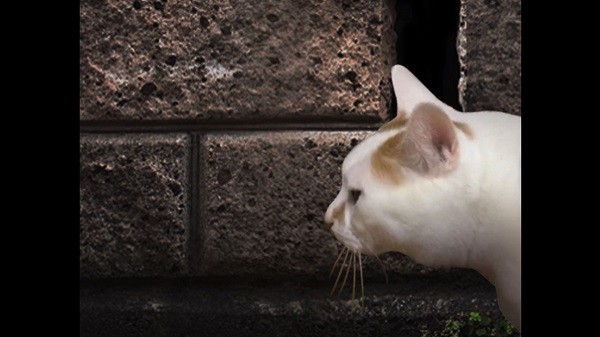 翌日貓之怪奇譚手游 v1.0 安卓版 3