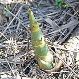 pvz亞馬遜版游戲(PvZ 亞馬筍)