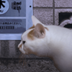 翌日貓之怪奇譚手游