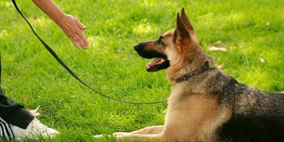 訓(xùn)狗app哪個好-訓(xùn)犬a(chǎn)pp排行-訓(xùn)狗神器軟件下載