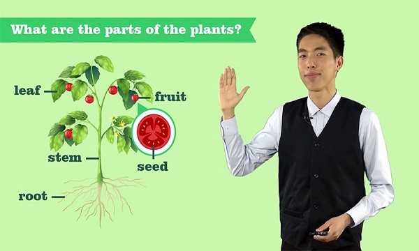 VIPChild少兒國(guó)際班教學(xué)app下載