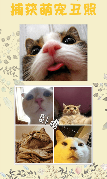 貓語翻譯王app v4.3 安卓版 0