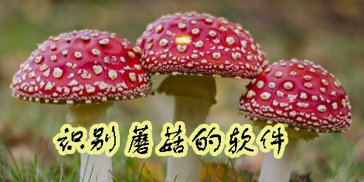 識(shí)別蘑菇的軟件有哪些-識(shí)別蘑菇的軟件推薦