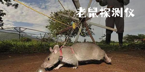 老鼠探測(cè)儀