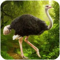 鸵鸟模拟器