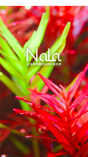 娜拉 v1.0.0 最新版2
