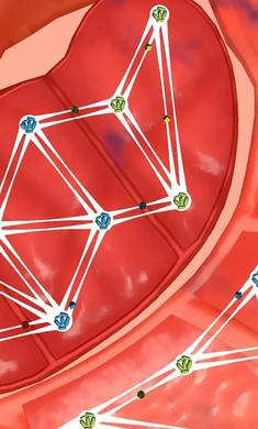 人體細胞連接 v1.0.6 安卓版 2