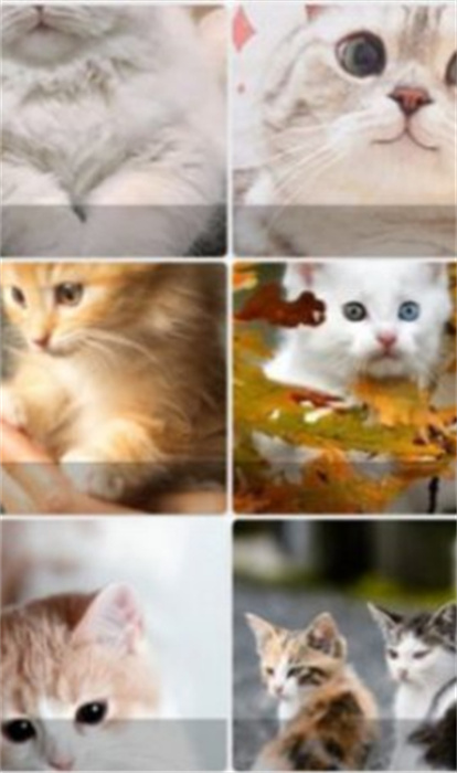 Pop貓壁紙 v1.1 最新版 2