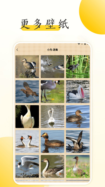 小鳥壁紙大全 v1.2 安卓版 1