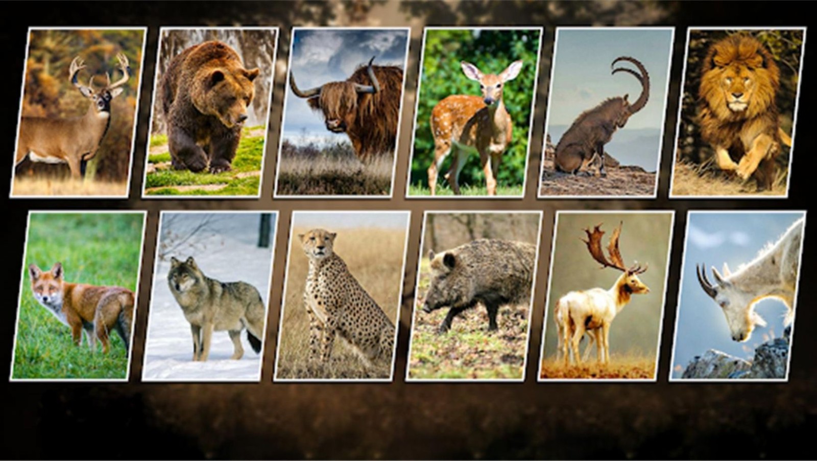 荒野狩獵求生 v1.0 安卓版 0